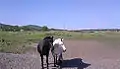 Two horses on Reyneke Island