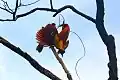 Red bird-of-paradise on Tree in Raja Ampat Papua, 2015