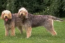 The Otterhound