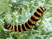 Image 5The black and yellow warning colours of the cinnabar moth caterpillar, Tyria jacobaeae, are avoided by some birds. (from Animal coloration)