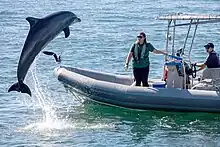 A mammal trainer of the U.S. Navy Marine Mammal Program demonstrates techniques with a bottlenose dolphin to local students during Fleet Week in San Diego, California, November 2023.