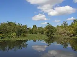 A view of a lake, reflecting the blue sky and white clouds from above. A line of trees exists along the horizon, and green plants float on the water along the treeline.