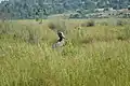 Uganda's Iconic Shoebill Stork in Mabamba Wetland