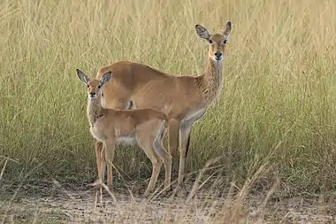 A female Ugandan kob and calf