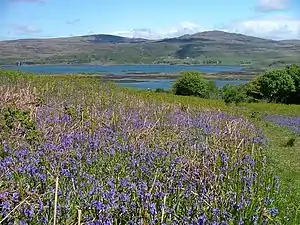 Bluebell field on Ulva