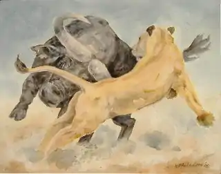 Photo j: Buffalo attacking Lioness, 2006, 80 x 100 cm