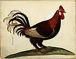 old coloured engraving of a cock with feathered legs and feet