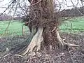 Bole of ancient tree, showing buttressing and epicormic brush