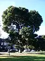 One of the last old English elms in Edinburgh (2016)