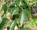 Summer foliage