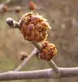 Downy leaf bud and flower buds of U. rubra