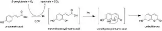  Hydroxylation and photoisomerization of coumaric acid to umbelliferone