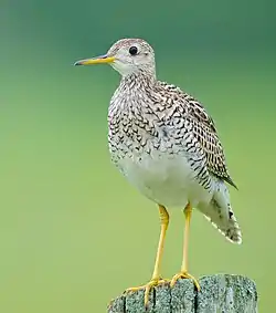 Upland sandpiper