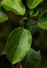 Foliage