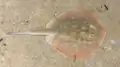 A round stingray resting in the Monterey Bay Aquarium.