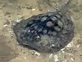 A round stingray in a Bolsa Chica wetland, CA creating clouds of sand.