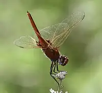 Red basker male. Tshipese South Africa