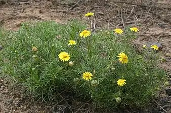 Ursinia nana habit