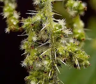 Flowers (female) can be green and white