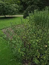 Specimen in the Cambridge University Botanic Garden