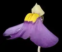 Flower of Utricularia benthamii