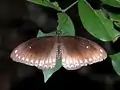 Malabar raven(Papilio dravidarum)