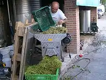 Colour photo showing an Italian winemaker emptying perforated crates of white grapes into a de-stemmer. The berries are evacuated to the press and stalks fall to the front in a crate. In the background are stainless steel tanks used for fermentation.