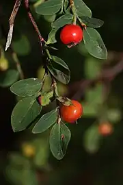 Close-up of leaves and fruit