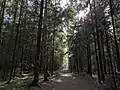 Hiking and running trail in the nature reserve Valla Wood next to Campus Valla.