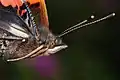 Clubbed antennae – Vanessa atalanta (Nymphalidae)