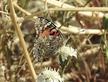 Vanessa cardui in Riverside County, United States