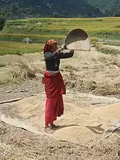 Rice winnowing