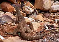 Chace ranges, South Australia