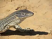 The Gould's monitor lizard is a large species of lizard found in the Australian desert