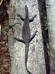 Lace monitor climbing a tree