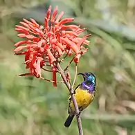 male C. v. falkensteini, Kenya