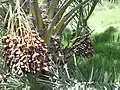 Date palms in the oasis near the Barzan Towers, showing signs of vegetation in the barren desert.