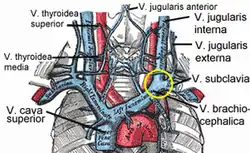 Veins of the neck and chest