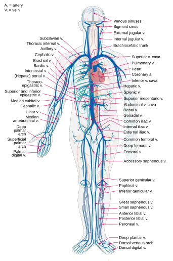 A diagram of the main veins in the human body