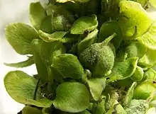 A close-up of the green capsules of V. thapsus, surrounded by the sepals