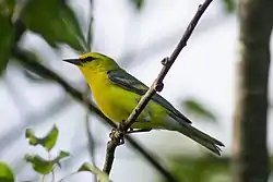 Blue-winged warbler