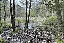 Vernal pool close to the entrance of Thorne Head Preserve.