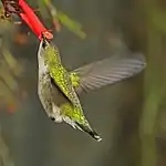 Feeding, Jamaica