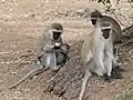 Vervet monkeys in Samburu