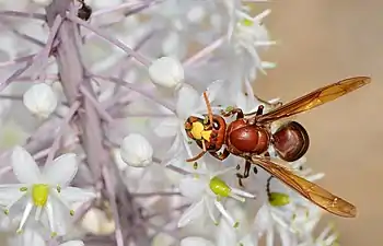 With pollinator Vespa orientalis