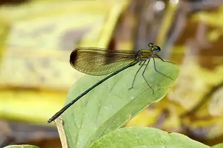 Vestalis submontana, endemic to Nilgiri