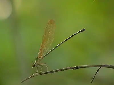 Vestalis gracilis female