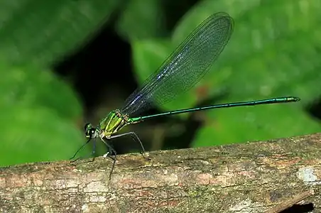 Vestalis submontana sub-adult male