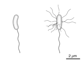 Diagram of the bacterium, V. cholerae