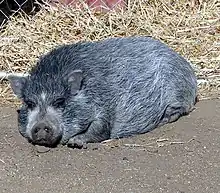 dark gray, hairy Vietnamese Pot Bellied Pig